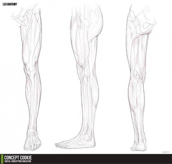 Ноги схематично