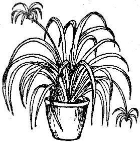 Хлорофитум цветок комнатный раскраска
