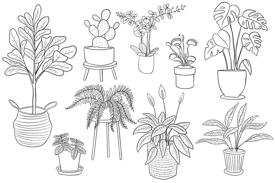 Комнатные растения рисунки для детей