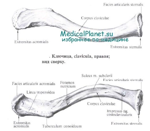 Кости ключицы анатомия человека
