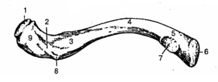Ключица вид снизу анатомия