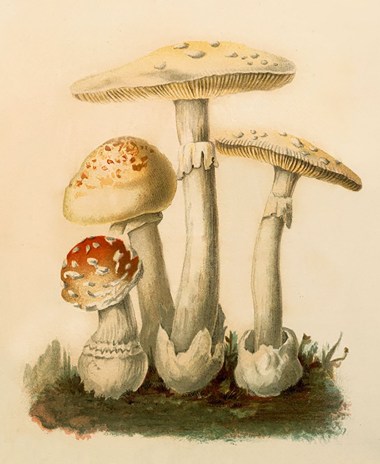 Бледная поганка гриб рисунок