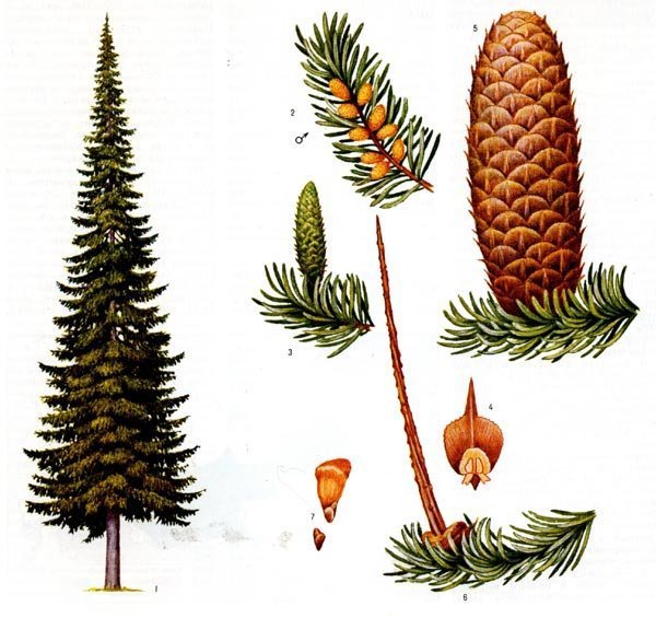 Ель обыкновенная строение хвои