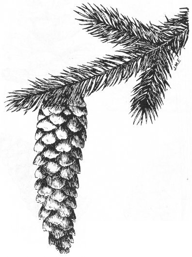 Ель обыкновенная рисунок