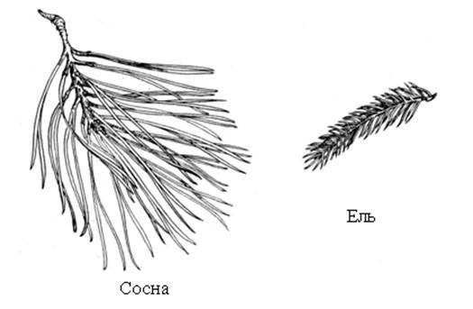 Ель Сибирская строение