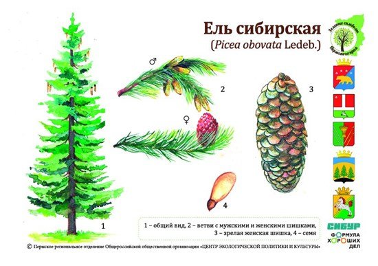Ель обыкновенная голосеменное растение