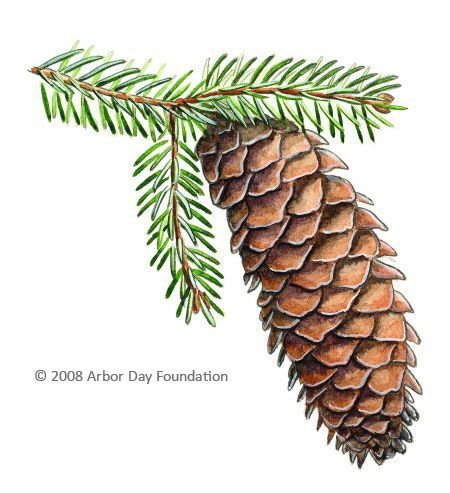 Ель европейская Фармакогнозия