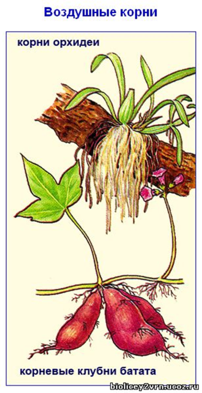 Видоизмененные корни клубеньки. Корнеплоды корневые клубни воздушные корни дыхательные корни. Видоизмененные корни орхидеи. Корневые клубни георгины и воздушные корни орхидеи.
