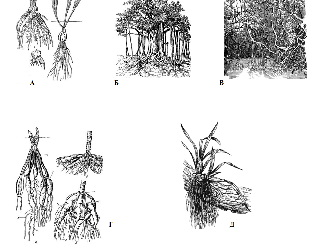 Корневые видоизменения. Видоизменение корня воздушные корни. Метаморфозы корня воздушные корни. Видоизмененные корни воздушные корни.