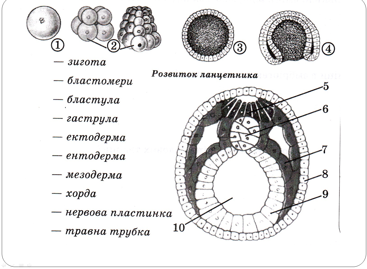 Эмбриональное развитие строение. Схема стадий развития ланцетника. Этапы эмбриогенеза ланцетника. Стадии развития зародыша схема. Развитие эмбриона ланцетника.