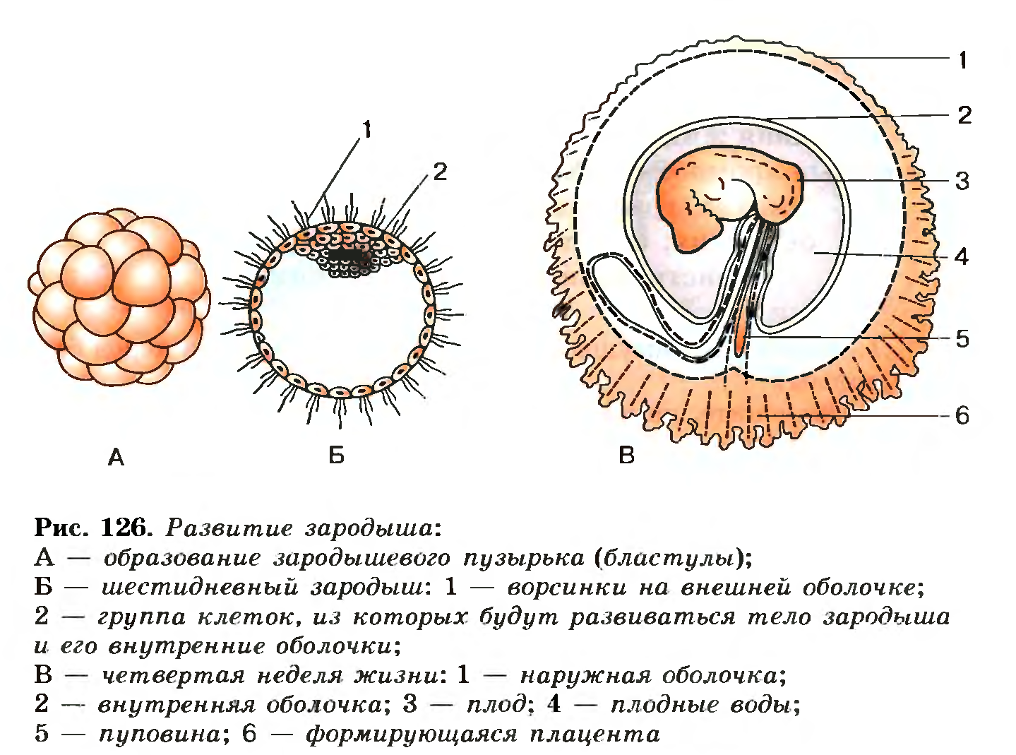 Плод человека получает кислород через. Стадии эмбрионального развития схема. Схема развития зародышевых оболочек. Строение зародыша эмбриона человек. Этапы развития зародыша и плода схема.
