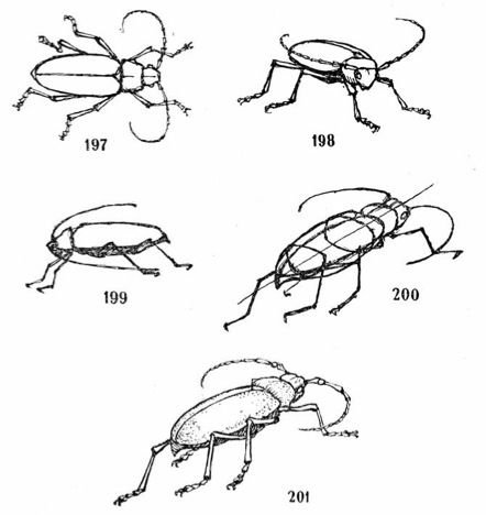Конструктивное построение насекомых