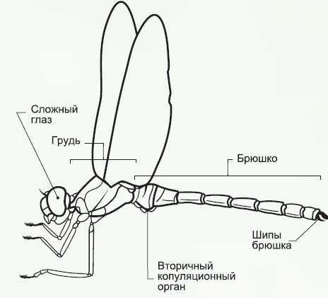 Схематический рисунок насекомых (50 фото)