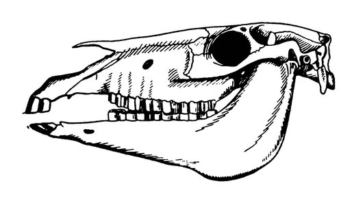 Отряд непарнокопытные череп