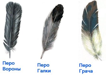 Перо птицы окруж мир 1 класс