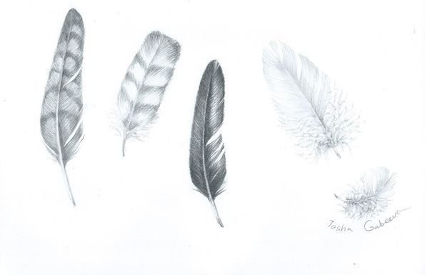 Перо голубя рисунок