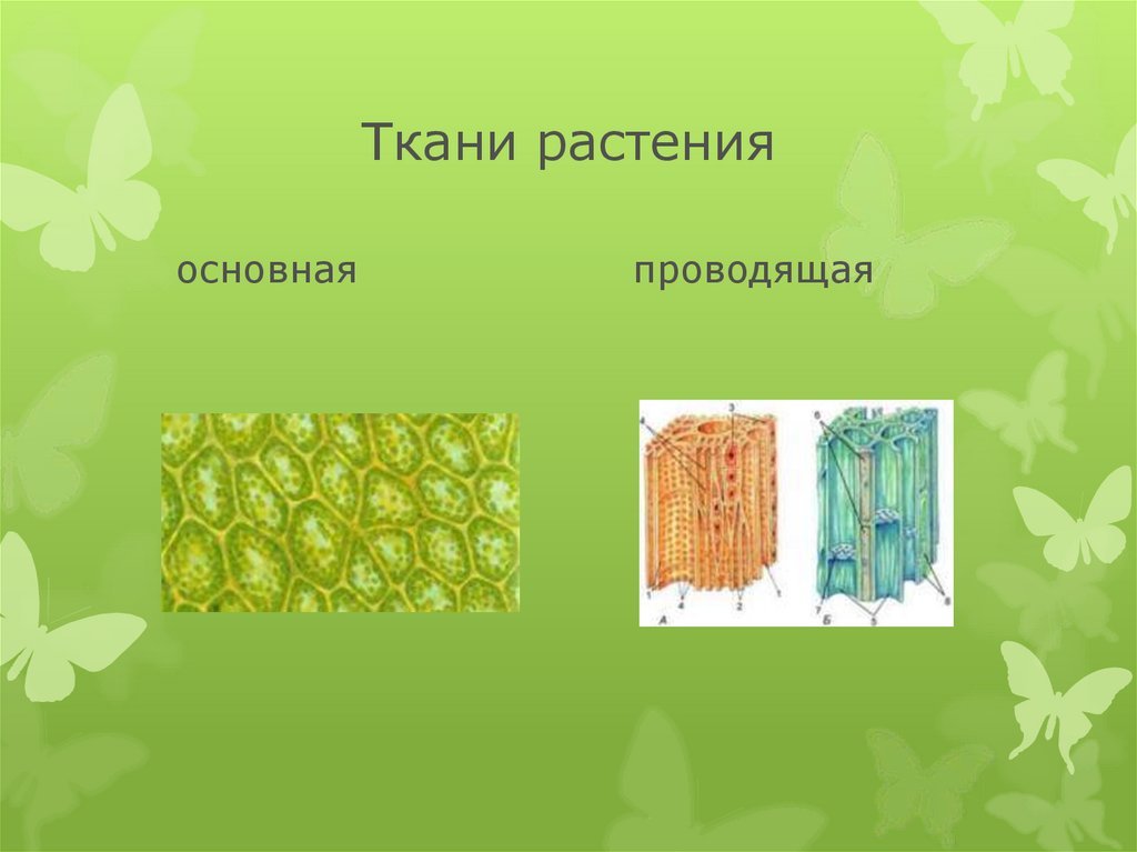 Понятие ткань ткани растений. Образовательная ткань растений 6 класс биология. Растительные ткани. Типы тканей растений. Ткани растений основная ткань.