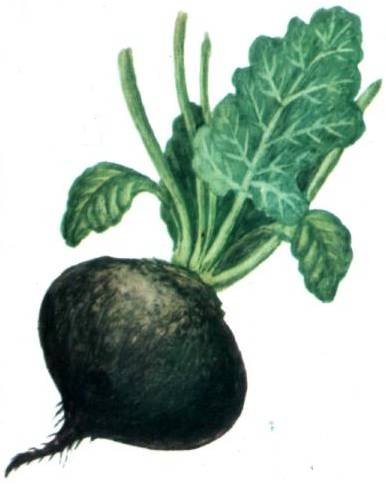 Редька для детей