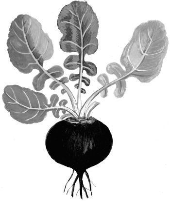 Редька черная растение