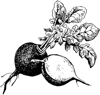 Редька для детей