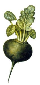 Редька нарисовать