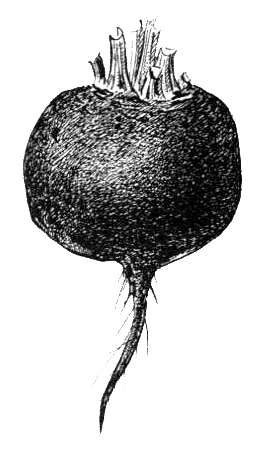 Репка для детей