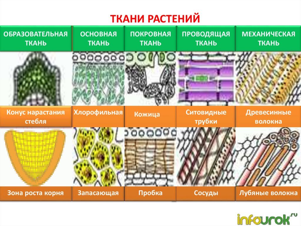 У каких растений 5 тканей. Механическая ткань у растений это в биологии. Ткани растений и их функции. Tecana rasteniya. Строение растительной ткани.