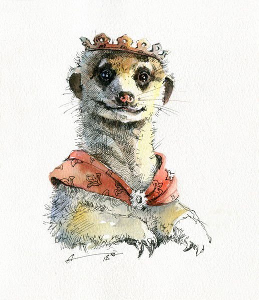 Рисунок суриката