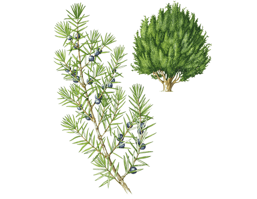 Можжевельник Сибирский