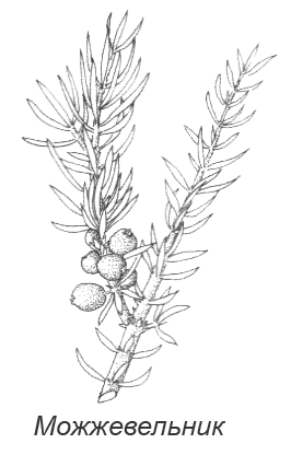 Можжевельник раскраска