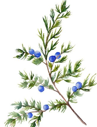 Можжевельник акварель куст