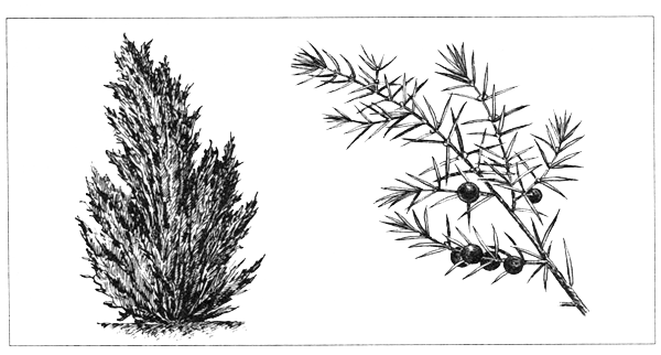 Можжевельник казацкий эскиз