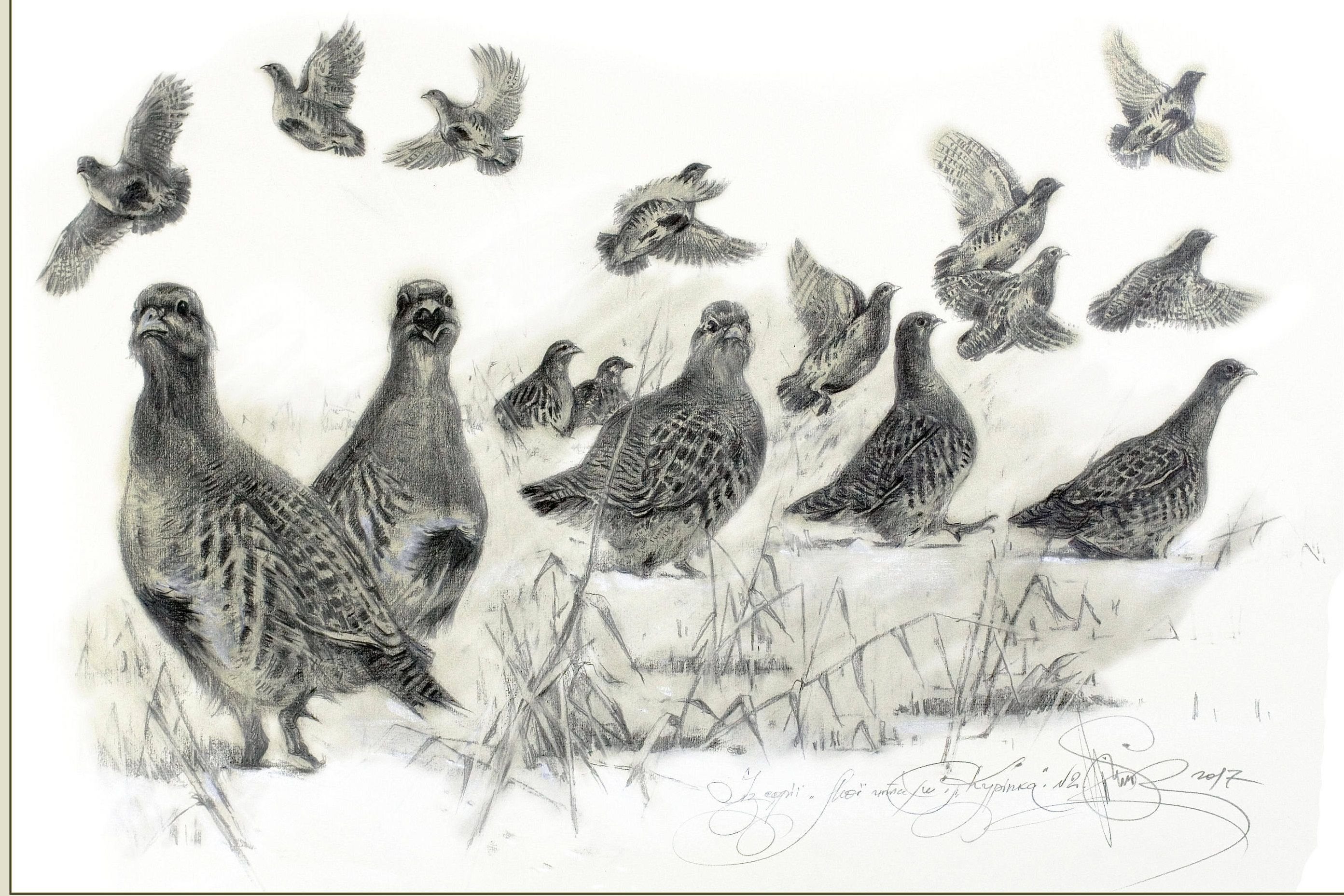 Рисунки охотничьих птиц