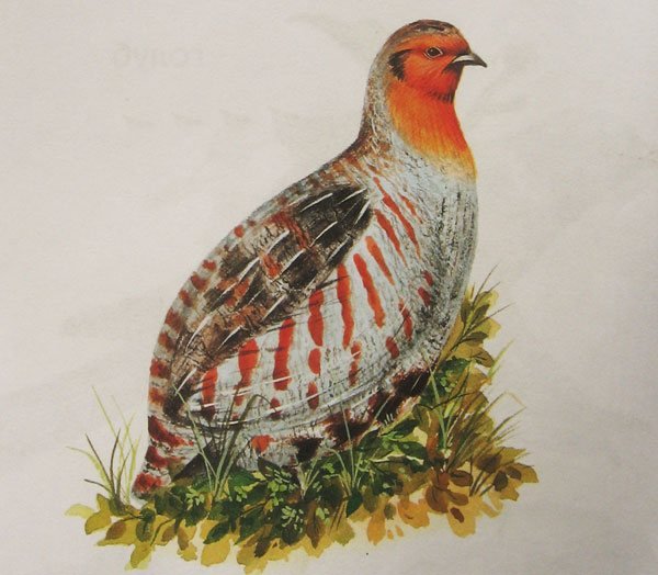 Куропатка для детей