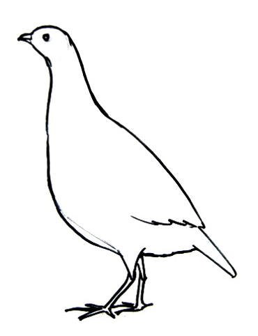 Куропатка раскраска