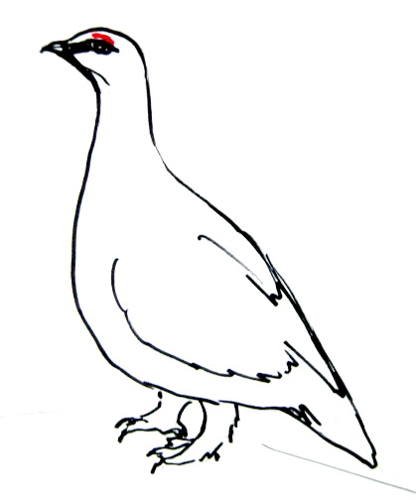 Белая куропатка разукрашка