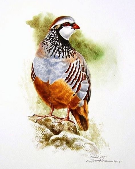 Куропатка акварель