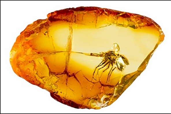 Янтарный камень рисунок