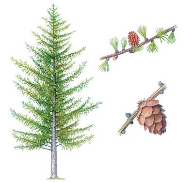 Лиственница для детей