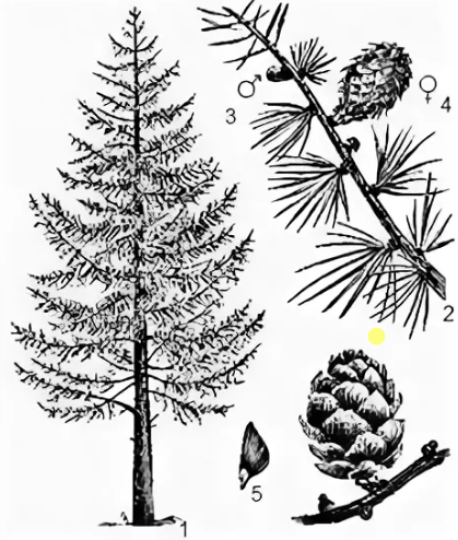 Лиственница и её хвоинки
