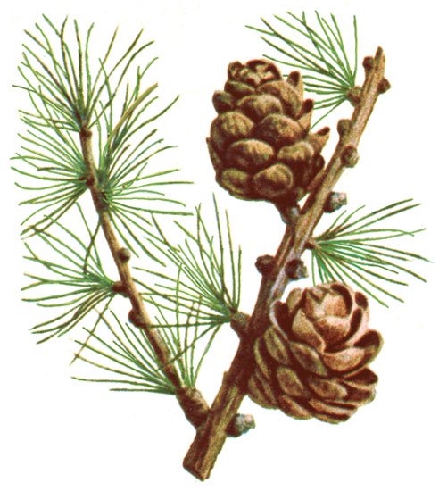 Лиственница карандашом