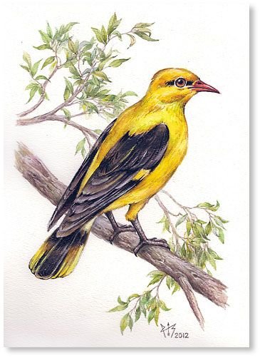 Иволга акварель