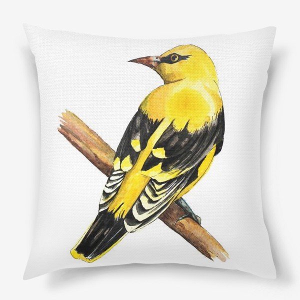 Иволга обыкновенная на белом фоне