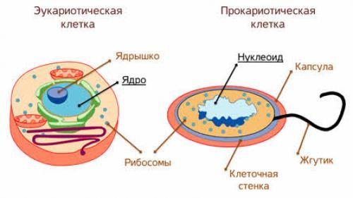 Дайте обозначение прокариоты и эукариоты. Прокариоты и эукариоты схема. Строение прокариотической и эукариотической клеток. Рибосомы прокариотических и эукариотических клеток. Прокариотическая клетка и эукариотическая клетка рибосомы.