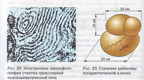 Строение рибосомы эукариотической клетки