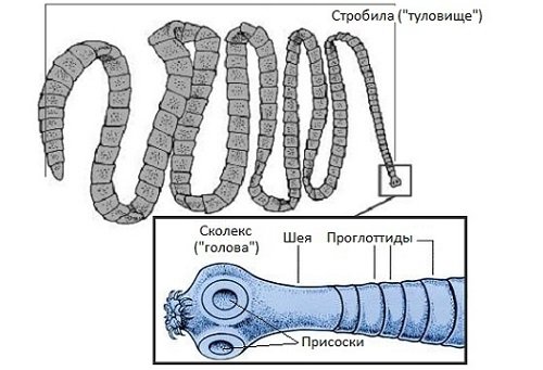 Строение стробилы ленточных червей