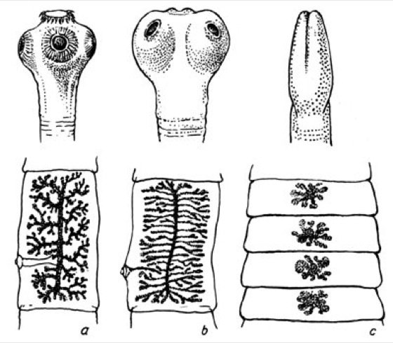Бычий и свиной цепень широкий лентец