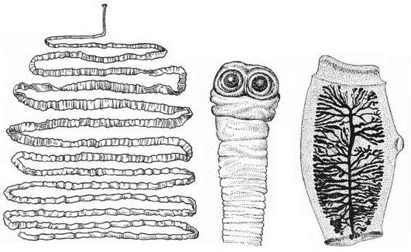 Строение членика широкого лентеца