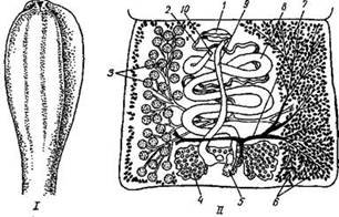 Проглоттида широкого лентеца