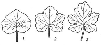 Листья арбуза рисунок - 90 фото